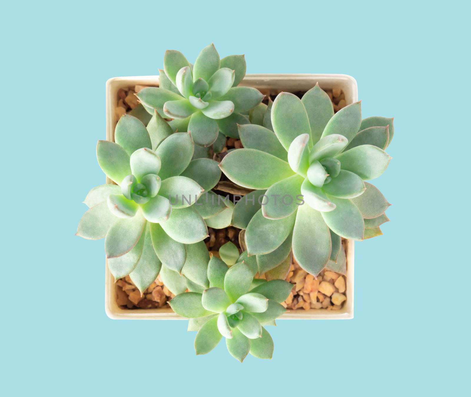 Top view green succulent cactus in pot on ligth blue background, by pt.pongsak@gmail.com