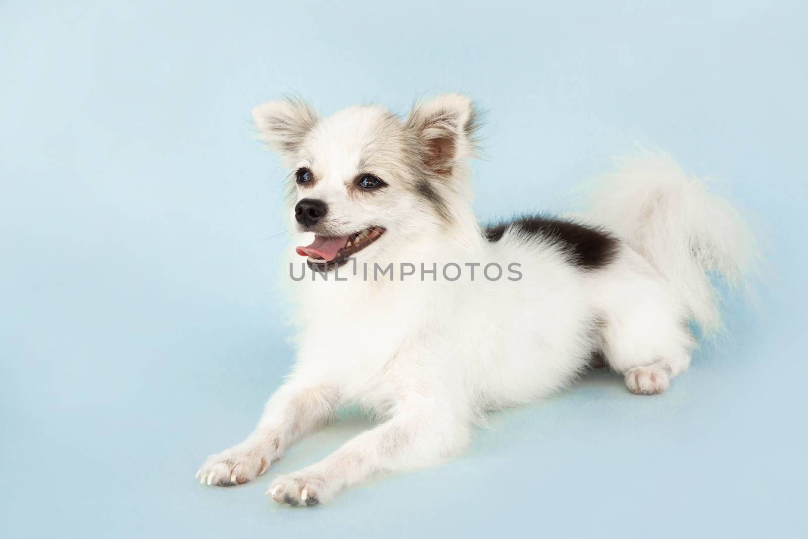 Pomeranian looking something with smile and happy feeling on light blue background