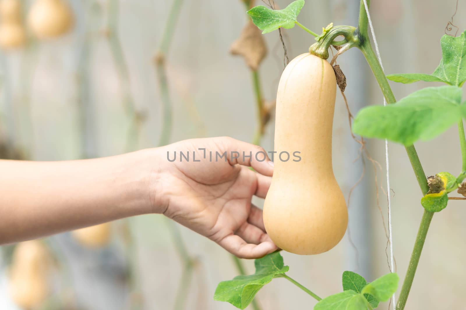 Woman hand holding butternut squash on tree branch in the farm by pt.pongsak@gmail.com