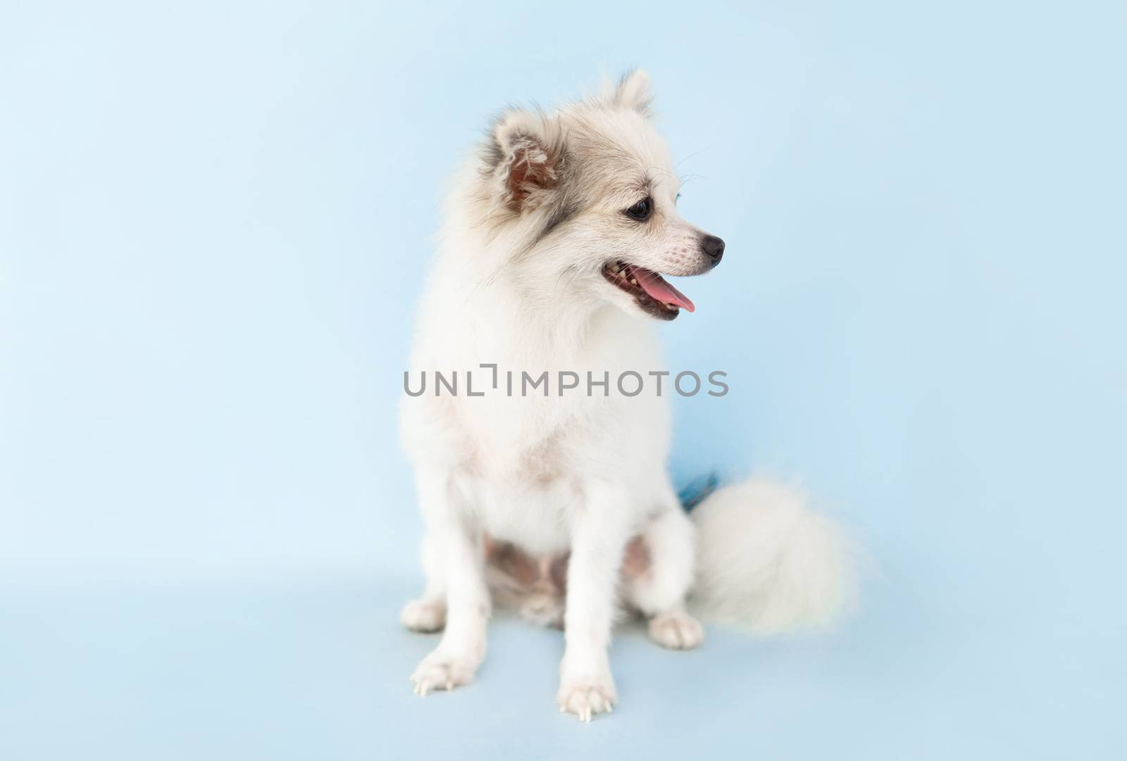 Pomeranian looking something with smile and happy feeling on light blue background