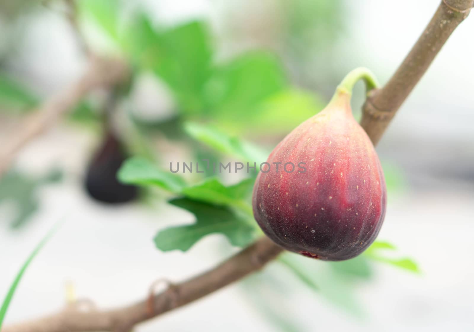 Closeup fig fruit on tree branch, selective focus