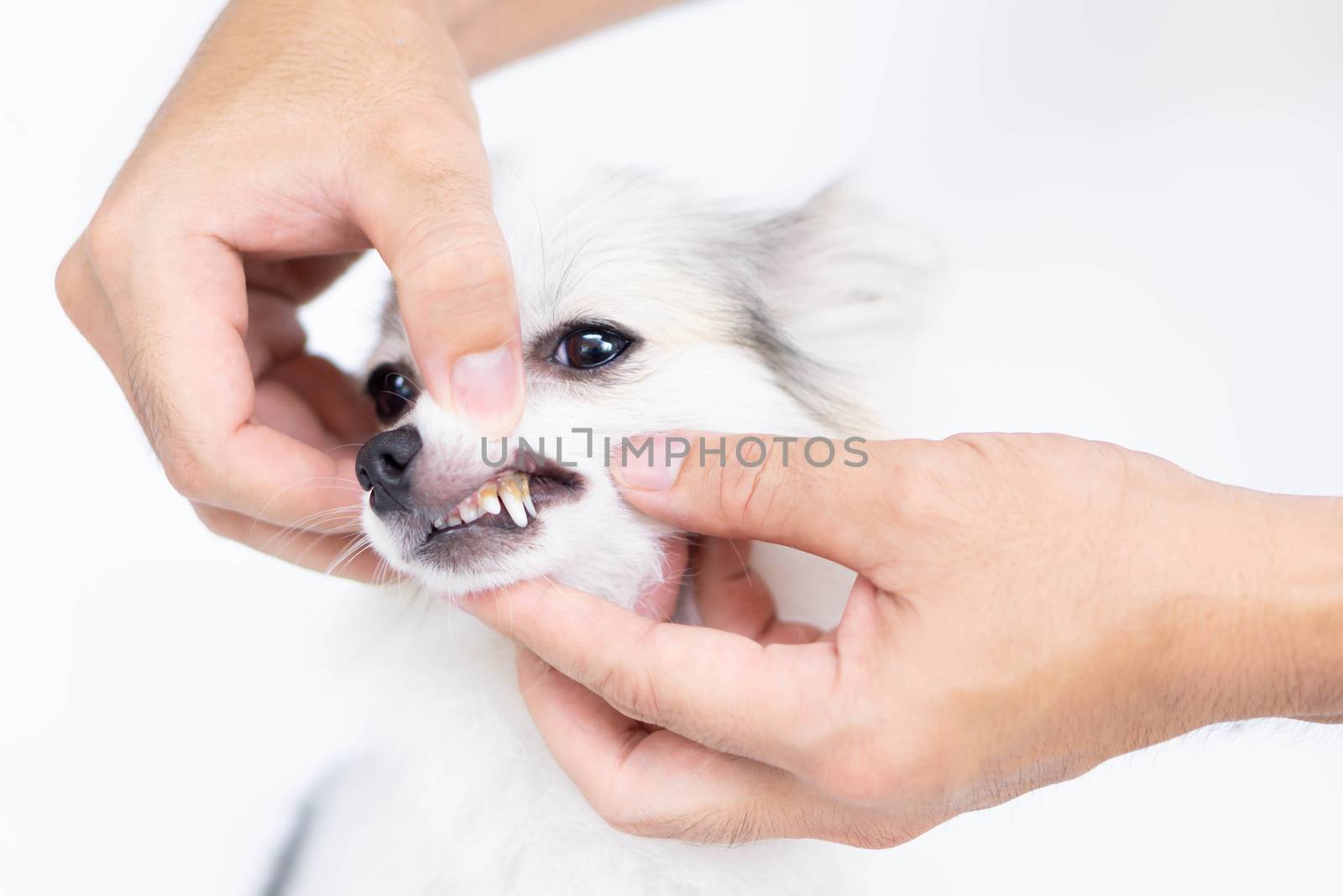 Closeup cleaning dog's teeth with toothbrush for pet health care concept, selective focus