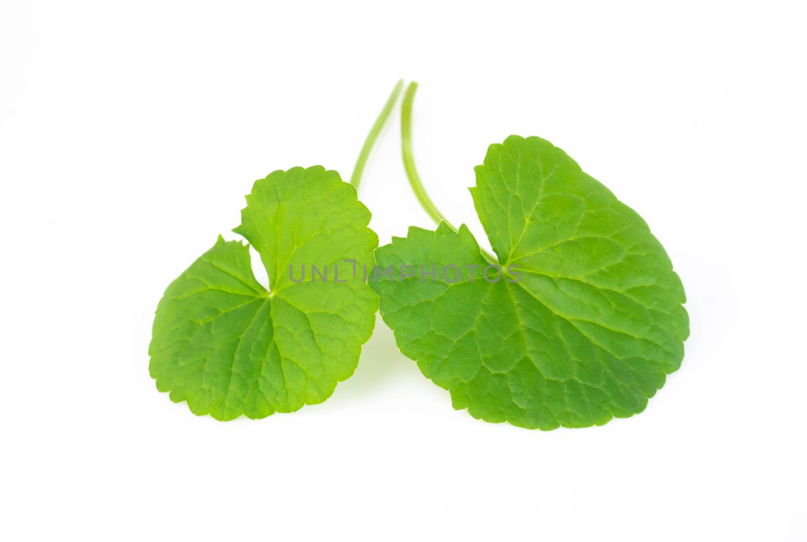 Closeup leaf of Gotu kola, Asiatic pennywort, Indian pennywort on white background, herb and medical concept