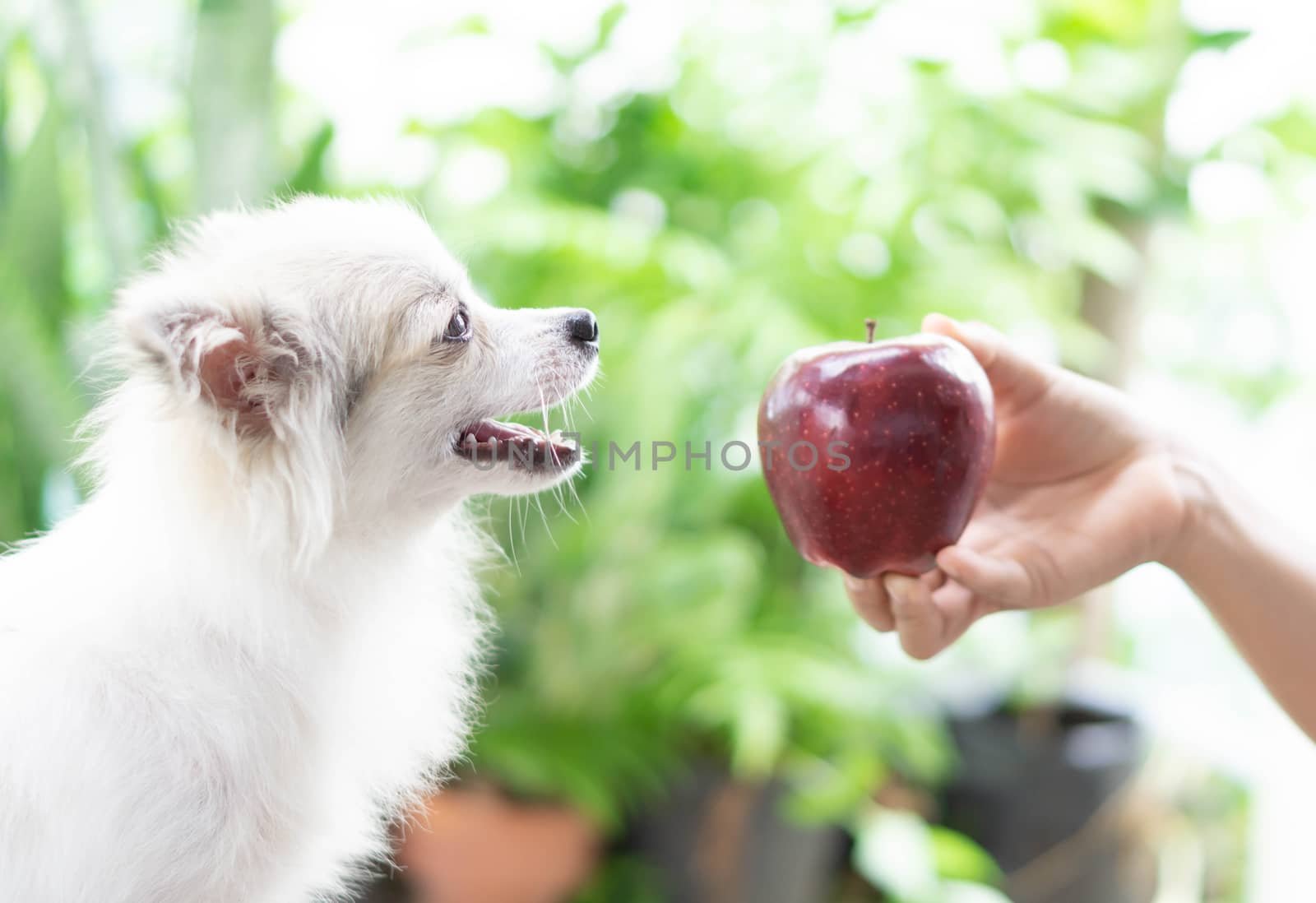 Closeup cute pomeranian dog looking at red apple in hand with happy moment, selective focus