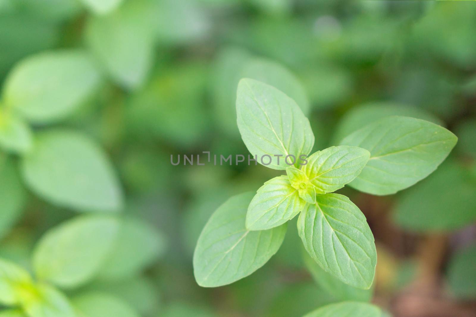 Closeup fresh mint with sun light, herb and medical concept, selective focus