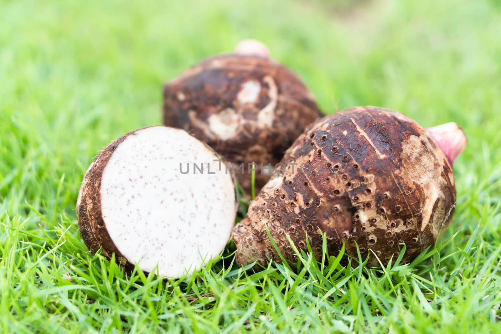 Close up taro root with sliced on green grass