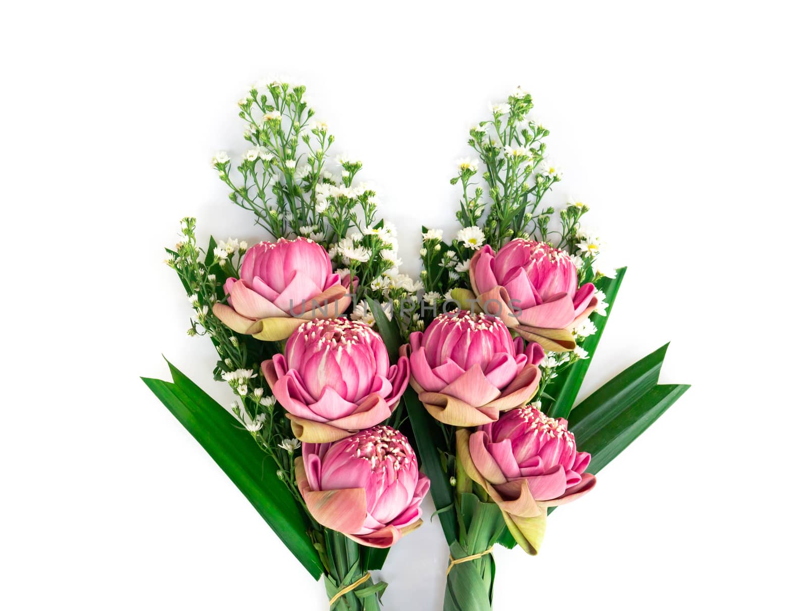 Buddhist pink Lotus Flower offerings to gods, selective focus