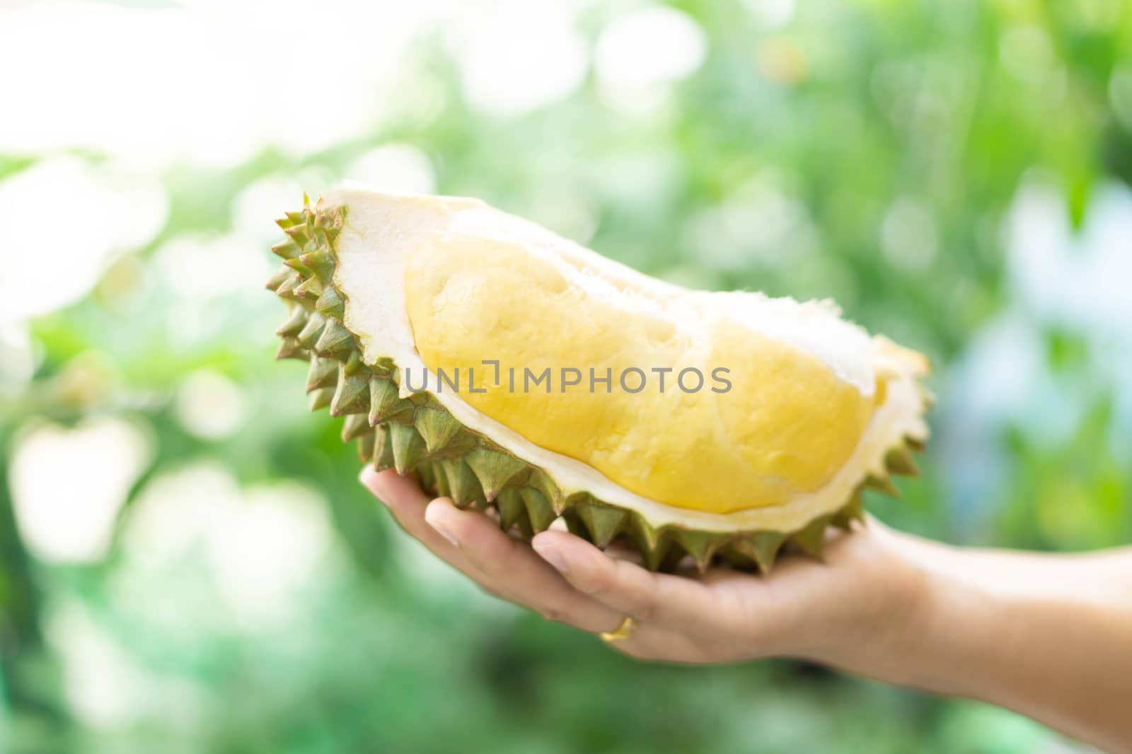 Hand holding ripe durian tropical fruit green nature background