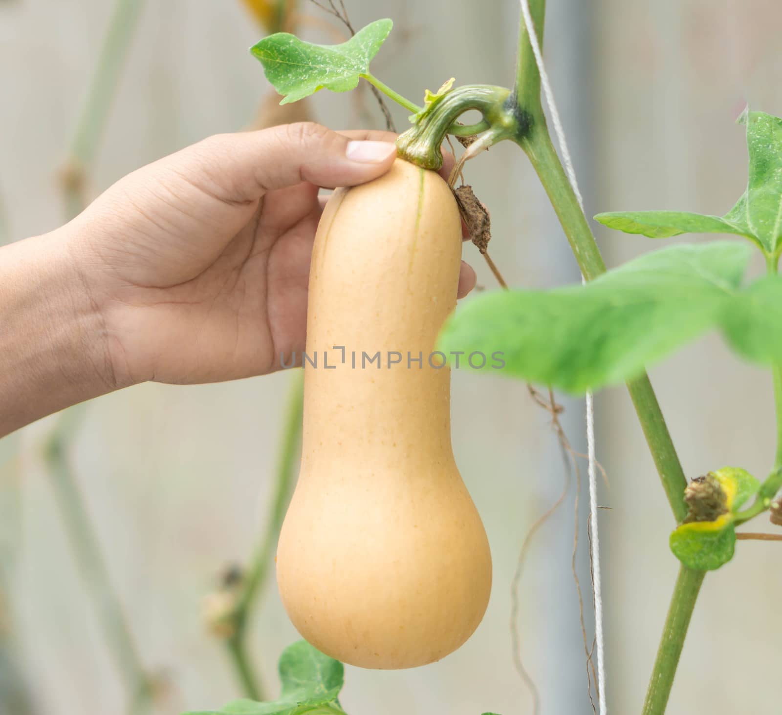 Woman hand holding butternut squash on tree branch in the farm by pt.pongsak@gmail.com