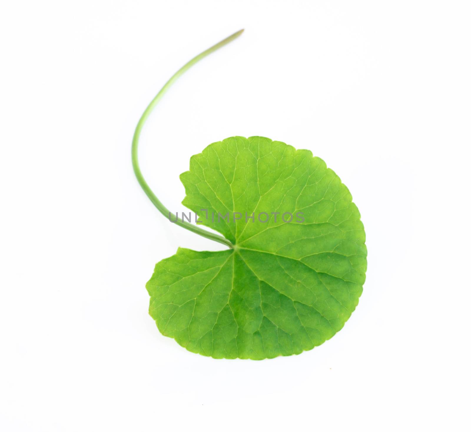 Closeup leaf of Gotu kola, Asiatic pennywort, Indian pennywort on white background, herb and medical concept