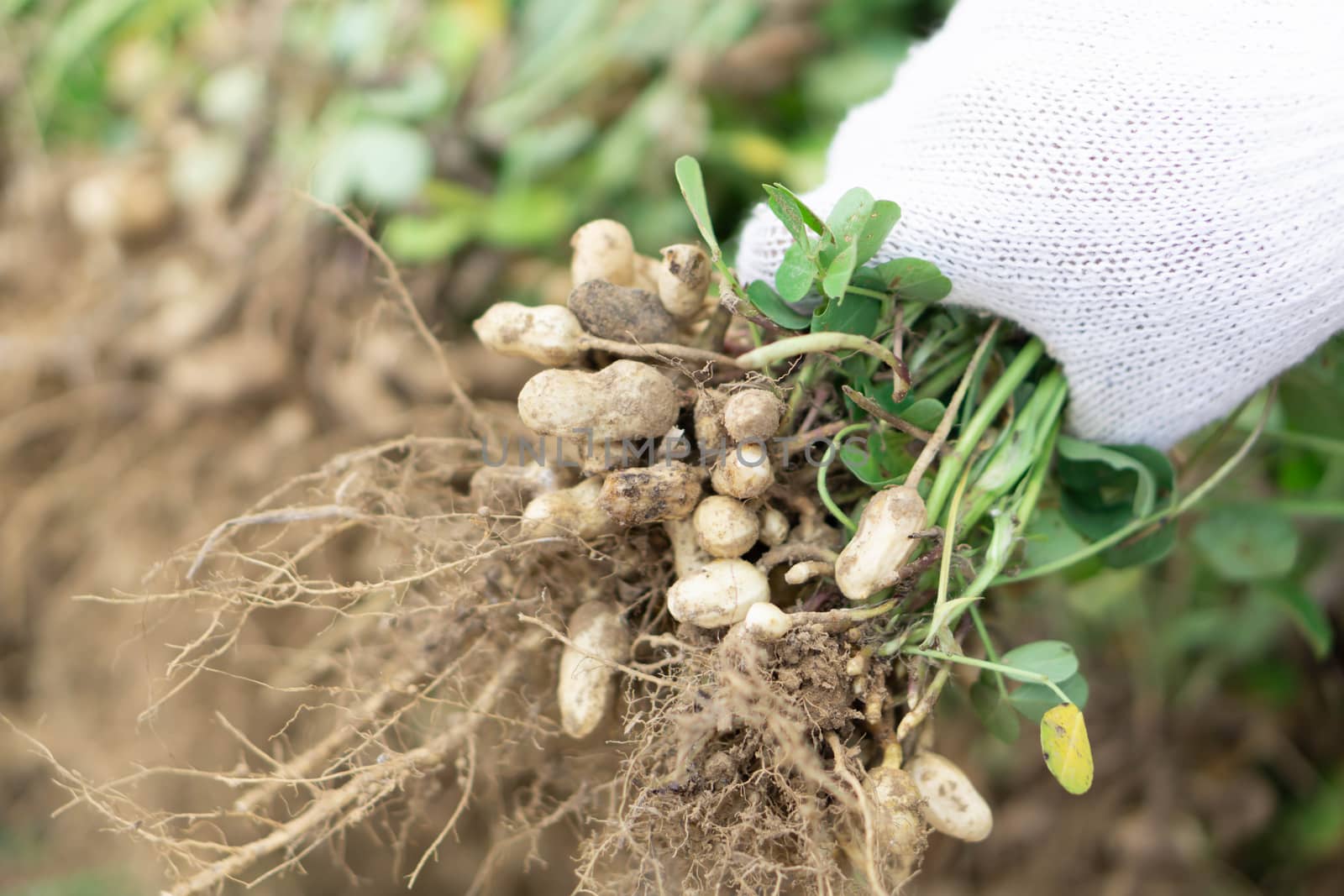 Closeup gardener holding fresh raw peanut with happy face in the by pt.pongsak@gmail.com