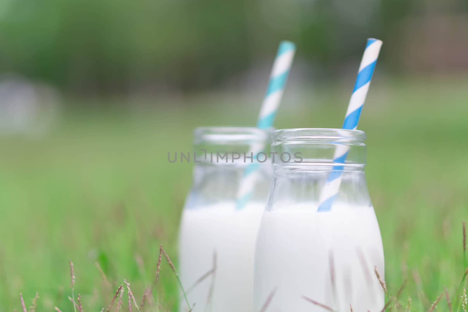 Closeup glass bottle of milk on green grass nature background, f by pt.pongsak@gmail.com