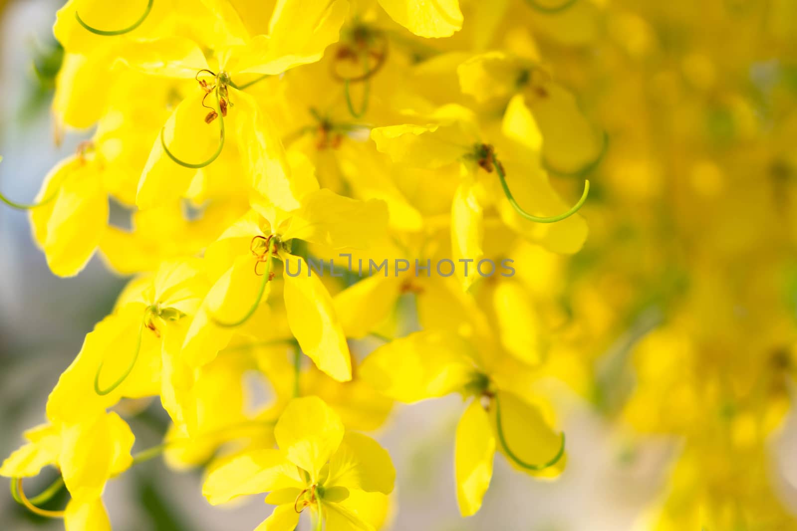 Close up yellow multply flower on tree branch in summer season, selective focus