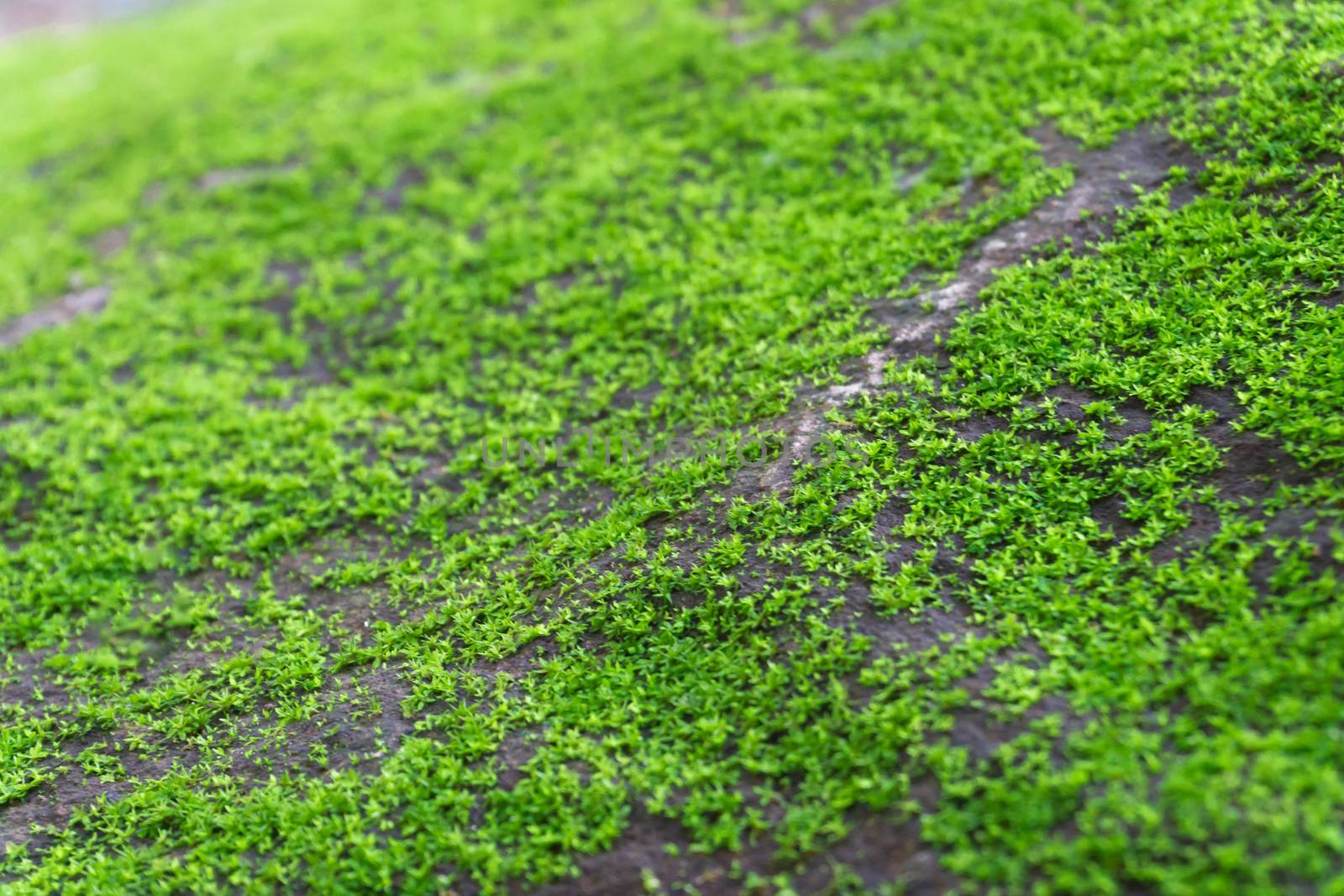 Closeup green moss on stone floor, selective focus