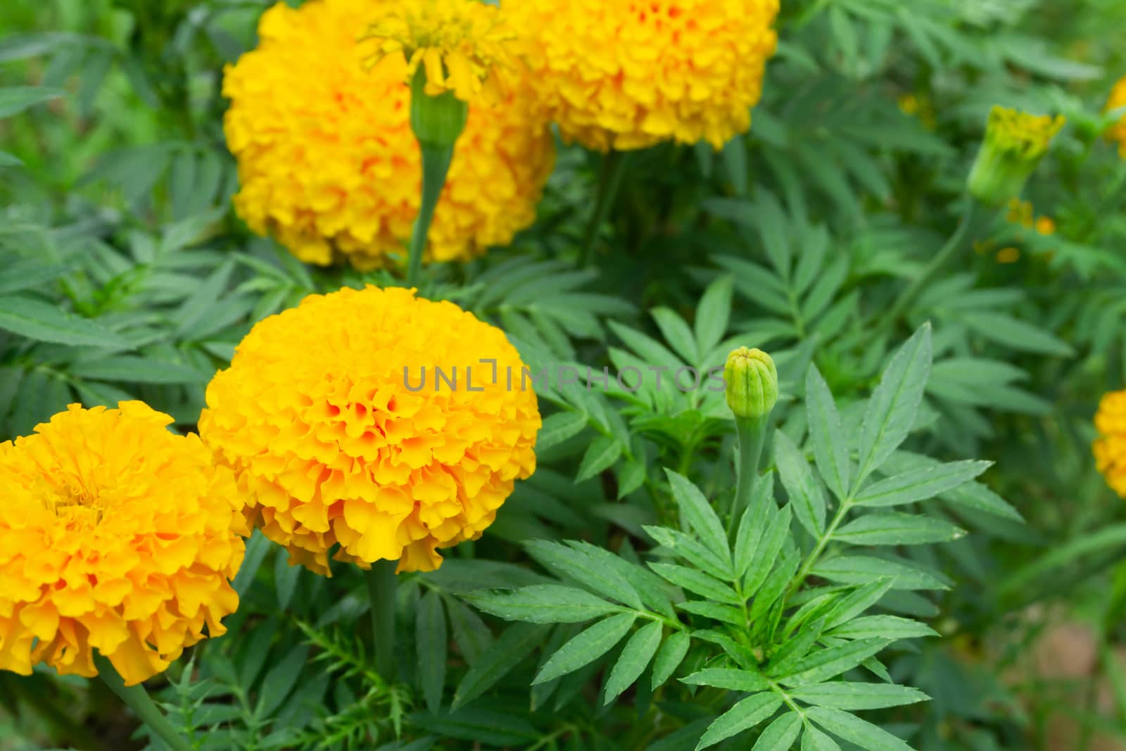 Closeup yellow marigold flowers in garden, selective focus
