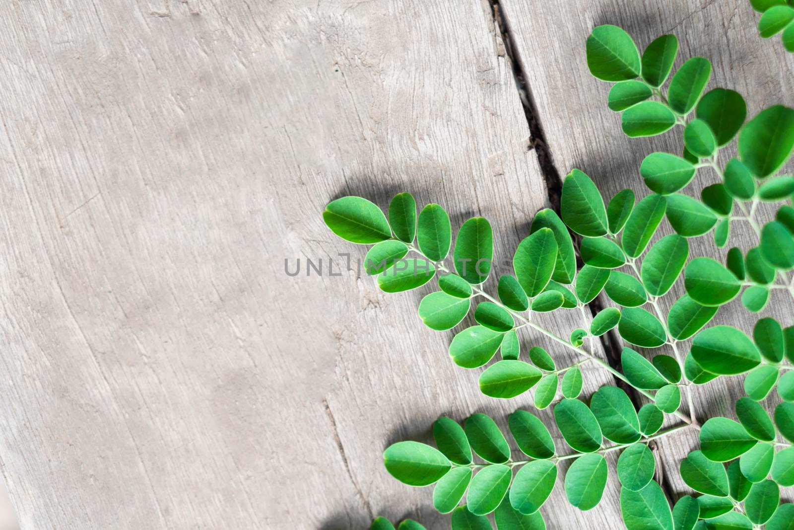 Closeup top view moringa leaves branch, herb and medical concept