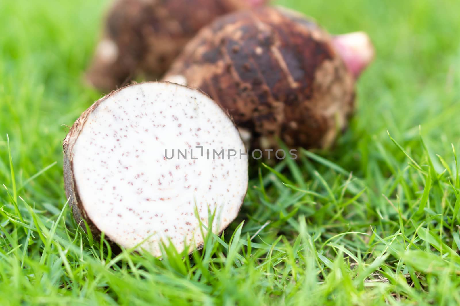 Close up taro root with sliced on green grass