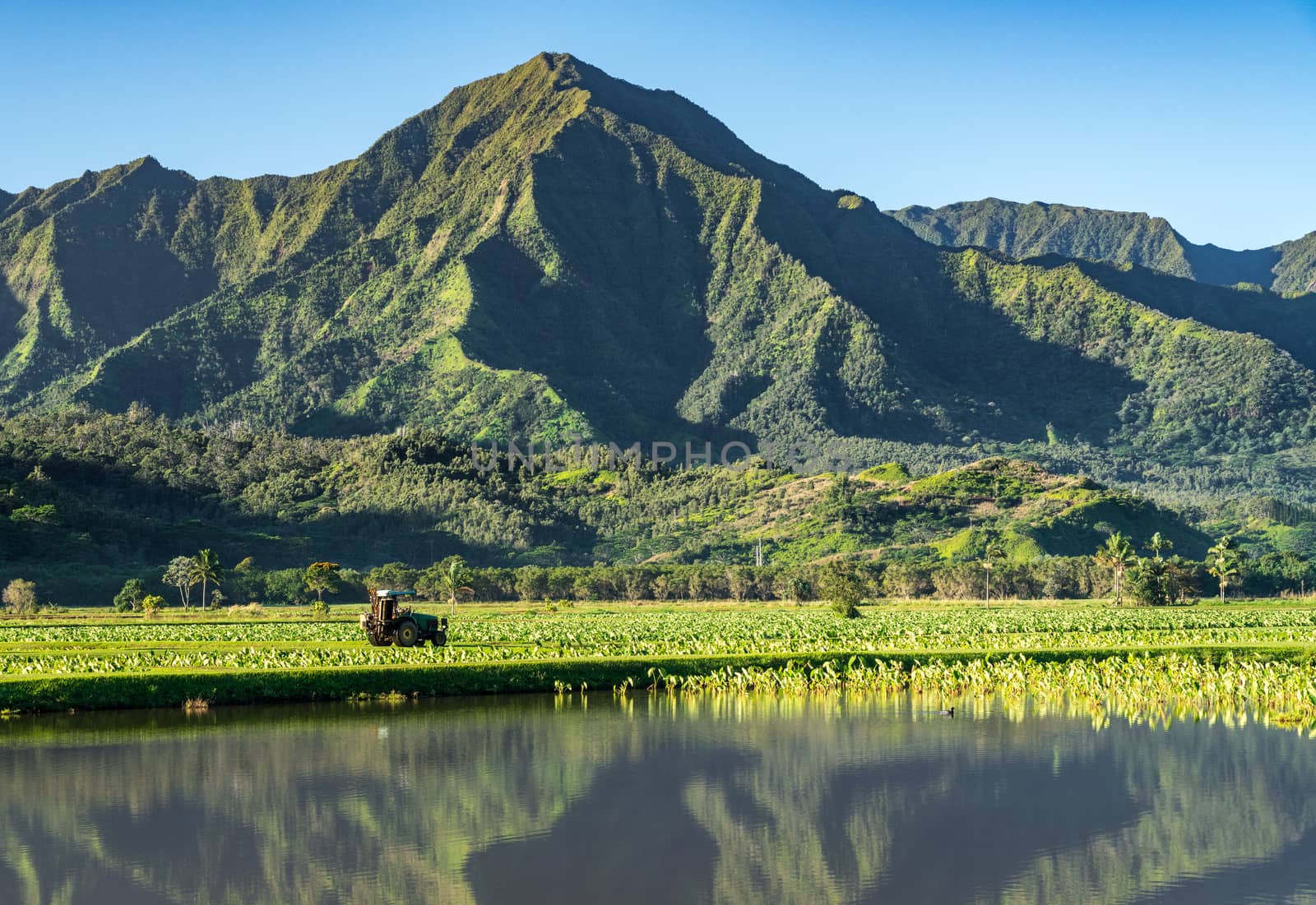 Close up on Taro plans in Hanalei valley with Na Pali mountains behind in Kauai