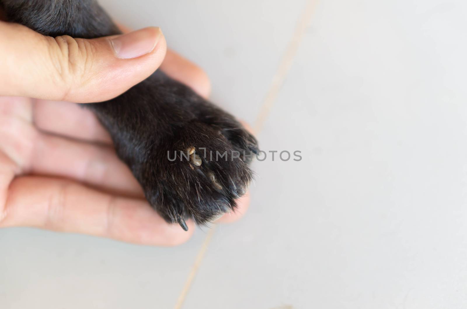 Closeup hand showing big tick parasite on leg dog skin, selectiv by pt.pongsak@gmail.com