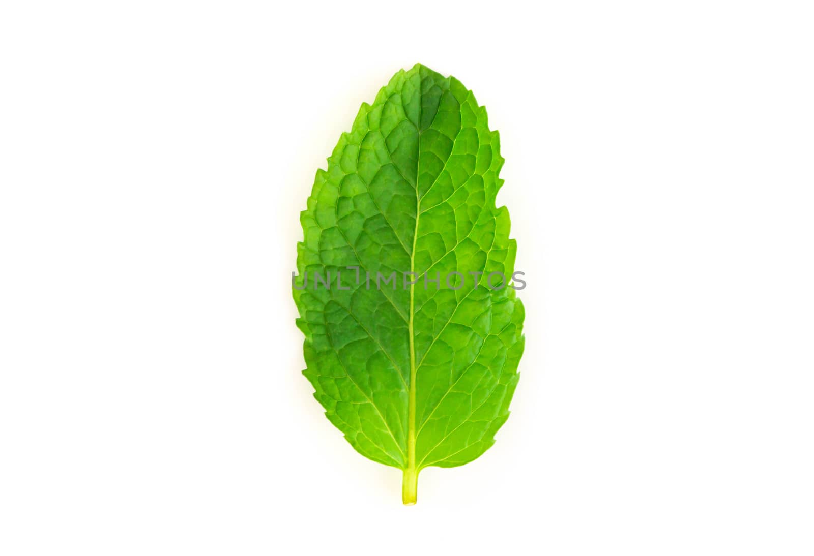 Fresh green mint leaves isolated on white background, Herb and m by pt.pongsak@gmail.com