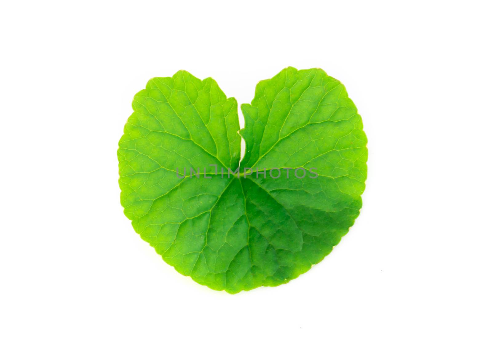 Closeup leaf of Gotu kola, Asiatic pennywort, Indian pennywort on white background, herb and medical concept