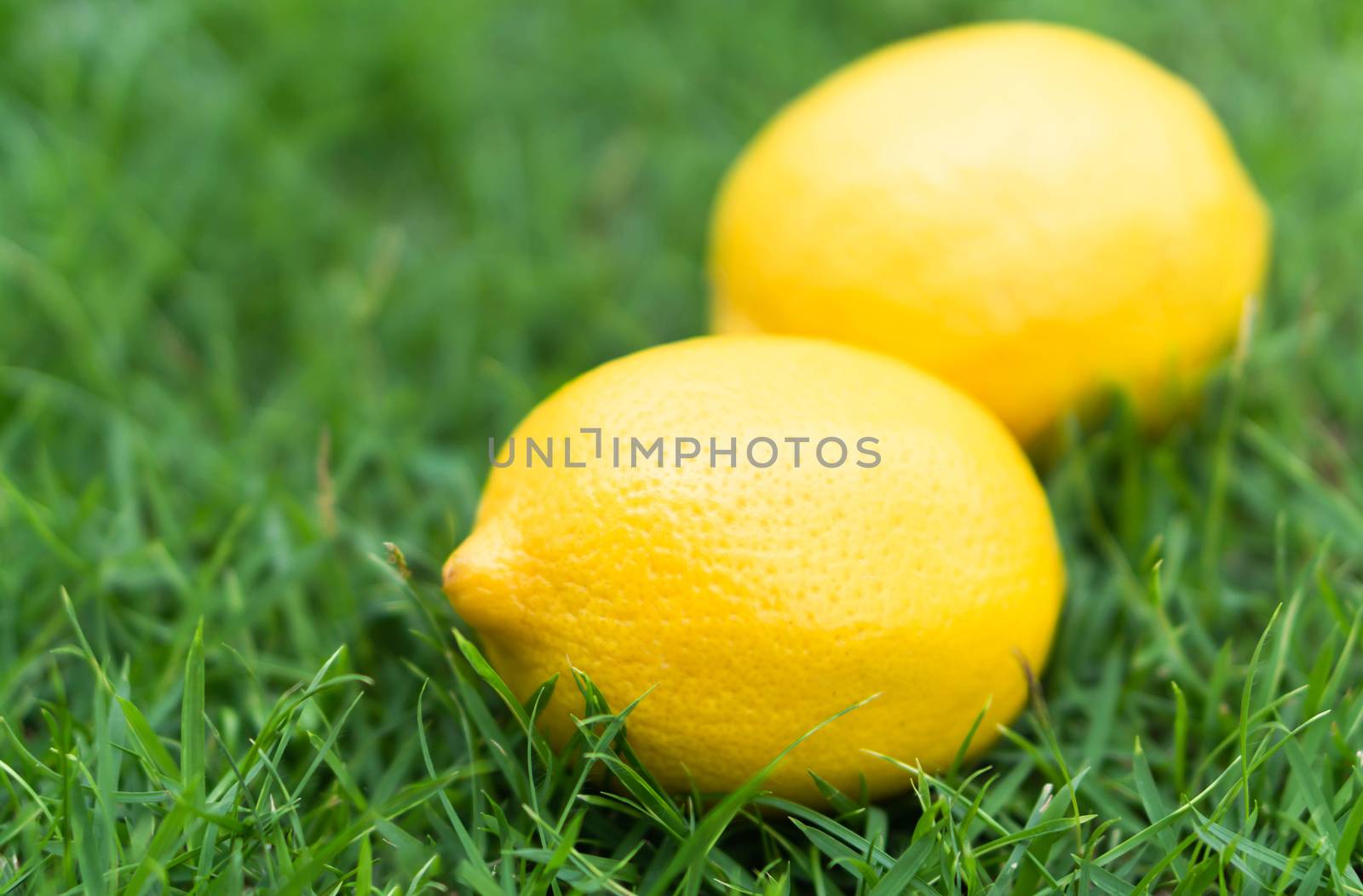 Closeup fresh lemon fruit on green grass background, selective focus