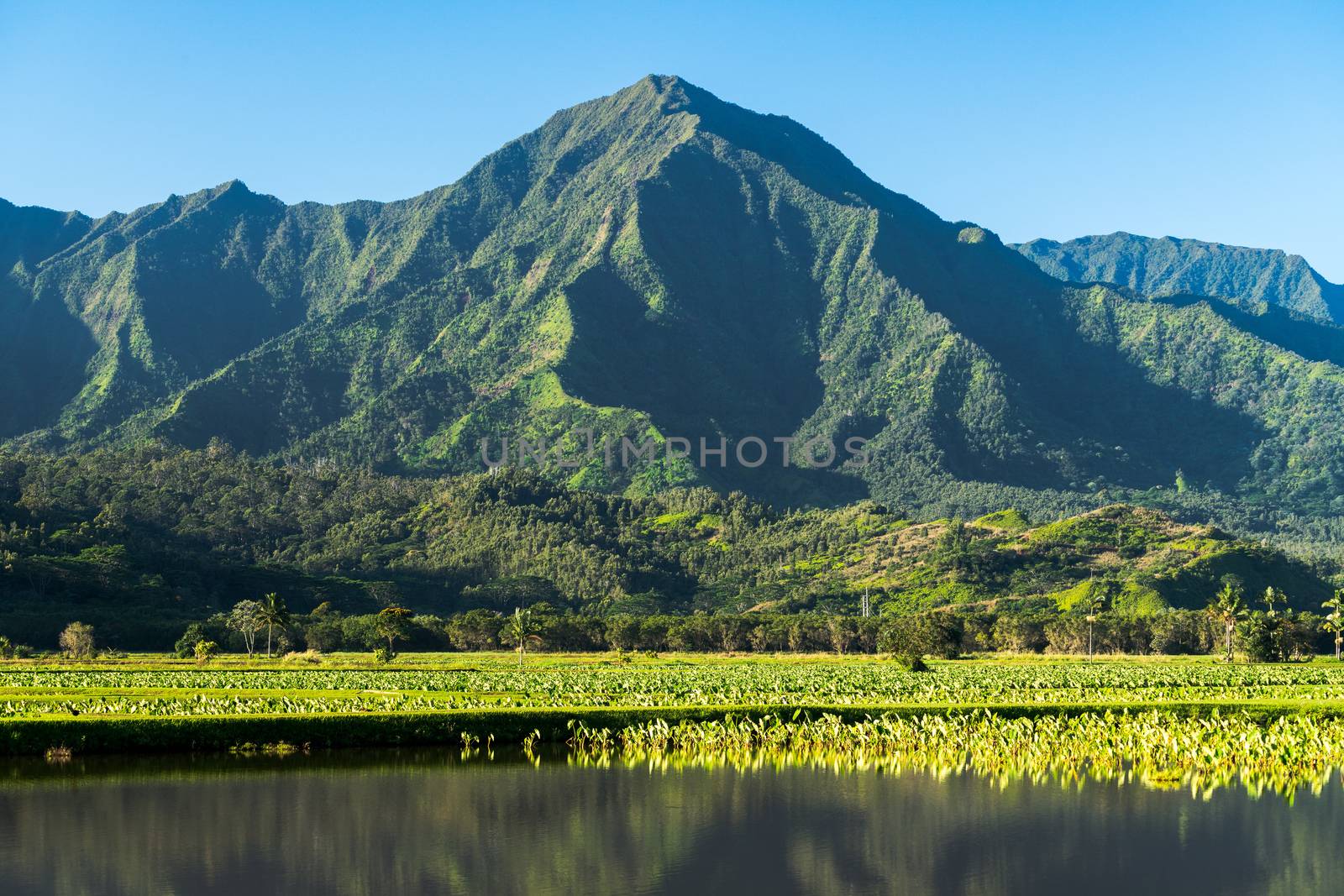 Close up on Taro plans in Hanalei valley with Na Pali mountains behind in Kauai