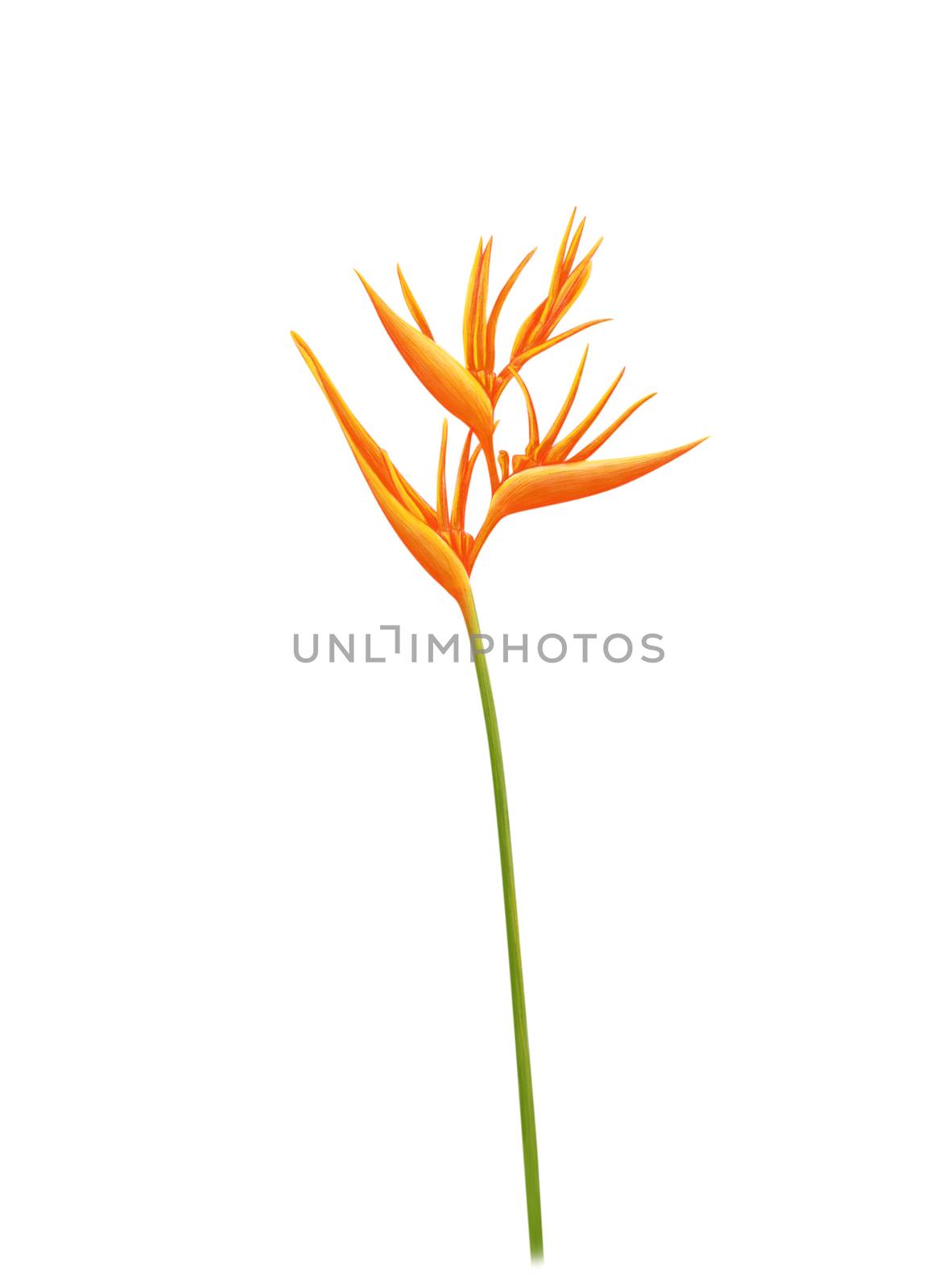 Yellow bird of paradise tropical flower on white background, Bot by pt.pongsak@gmail.com