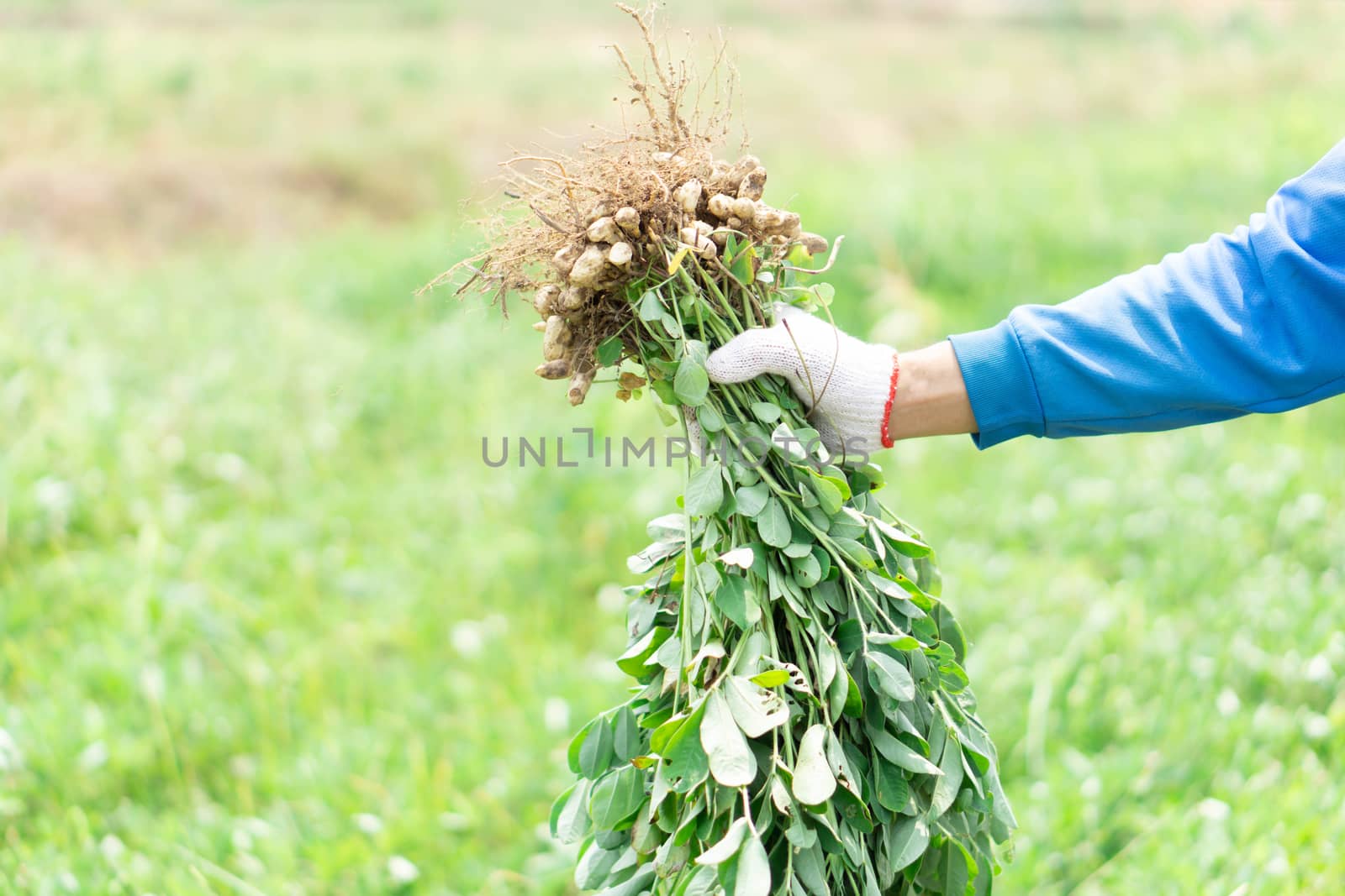 Closeup gardener holding fresh raw peanut with happy face in the by pt.pongsak@gmail.com