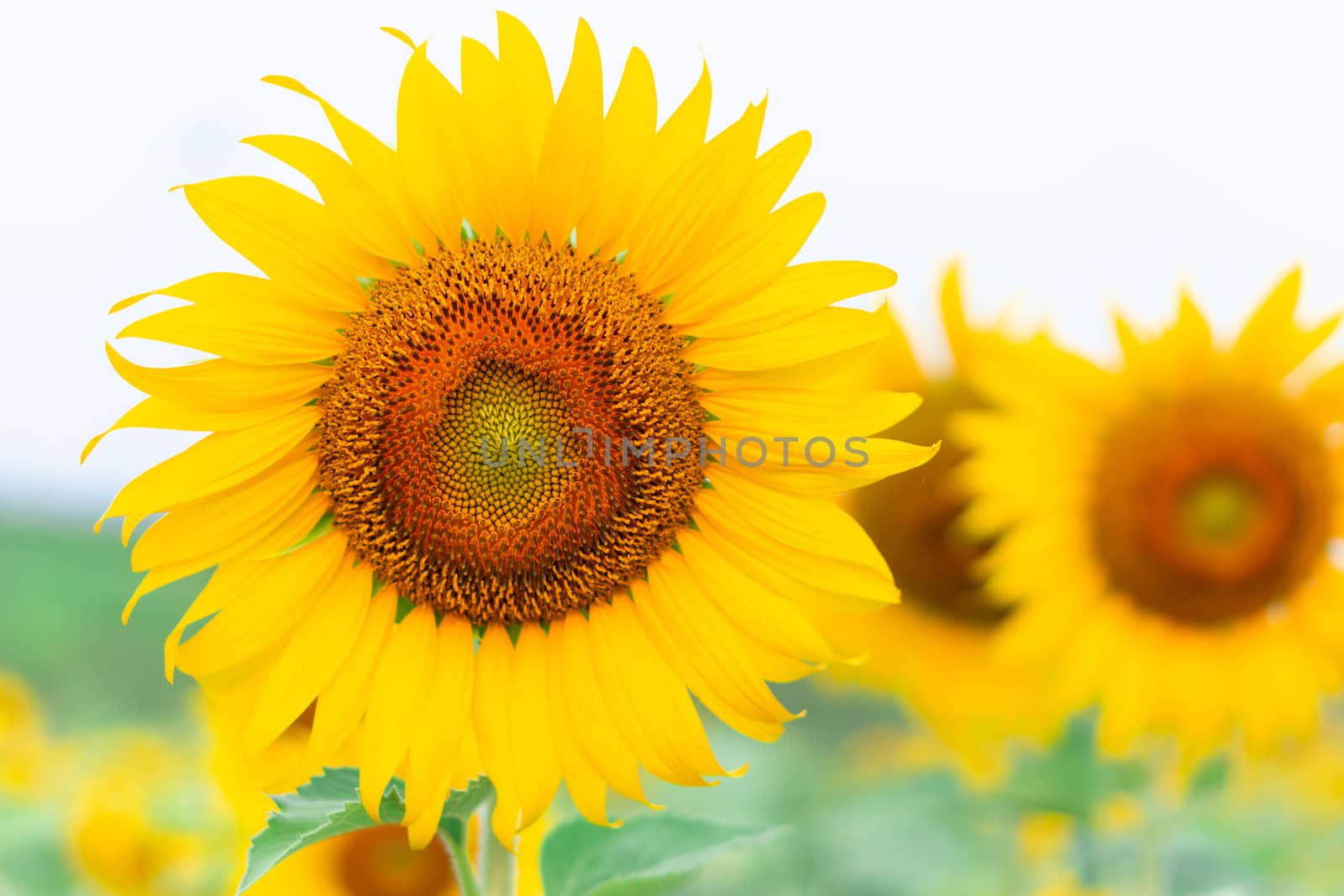 Closeup sunflower on the field, selective focus by pt.pongsak@gmail.com