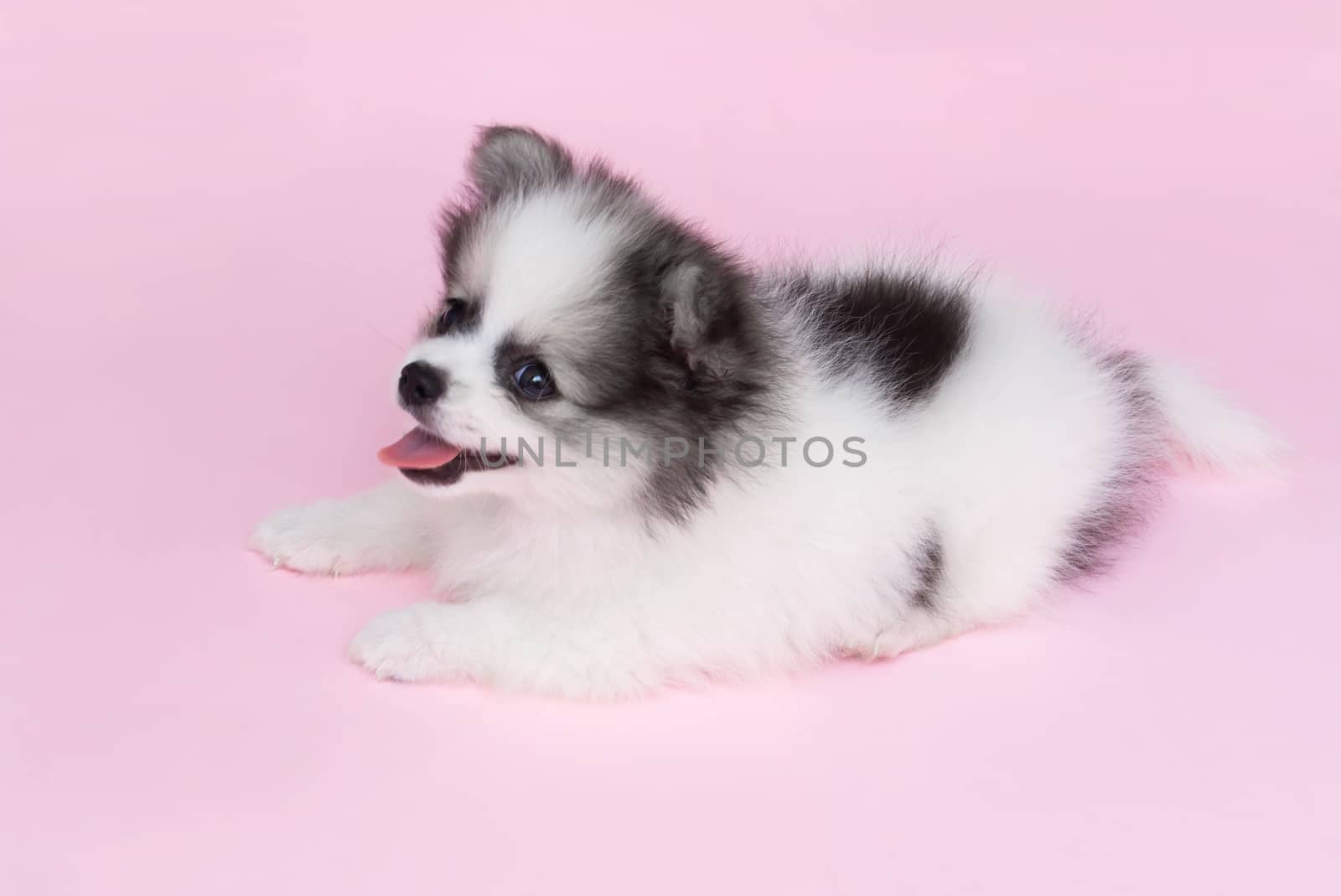 Cute baby pomeranian dog on pink background for pet health care  by pt.pongsak@gmail.com