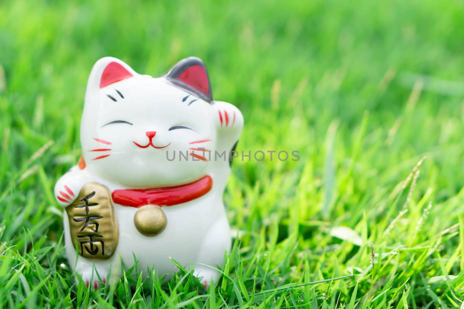 Maneki neko on green grass with sun light in the morning, select focus