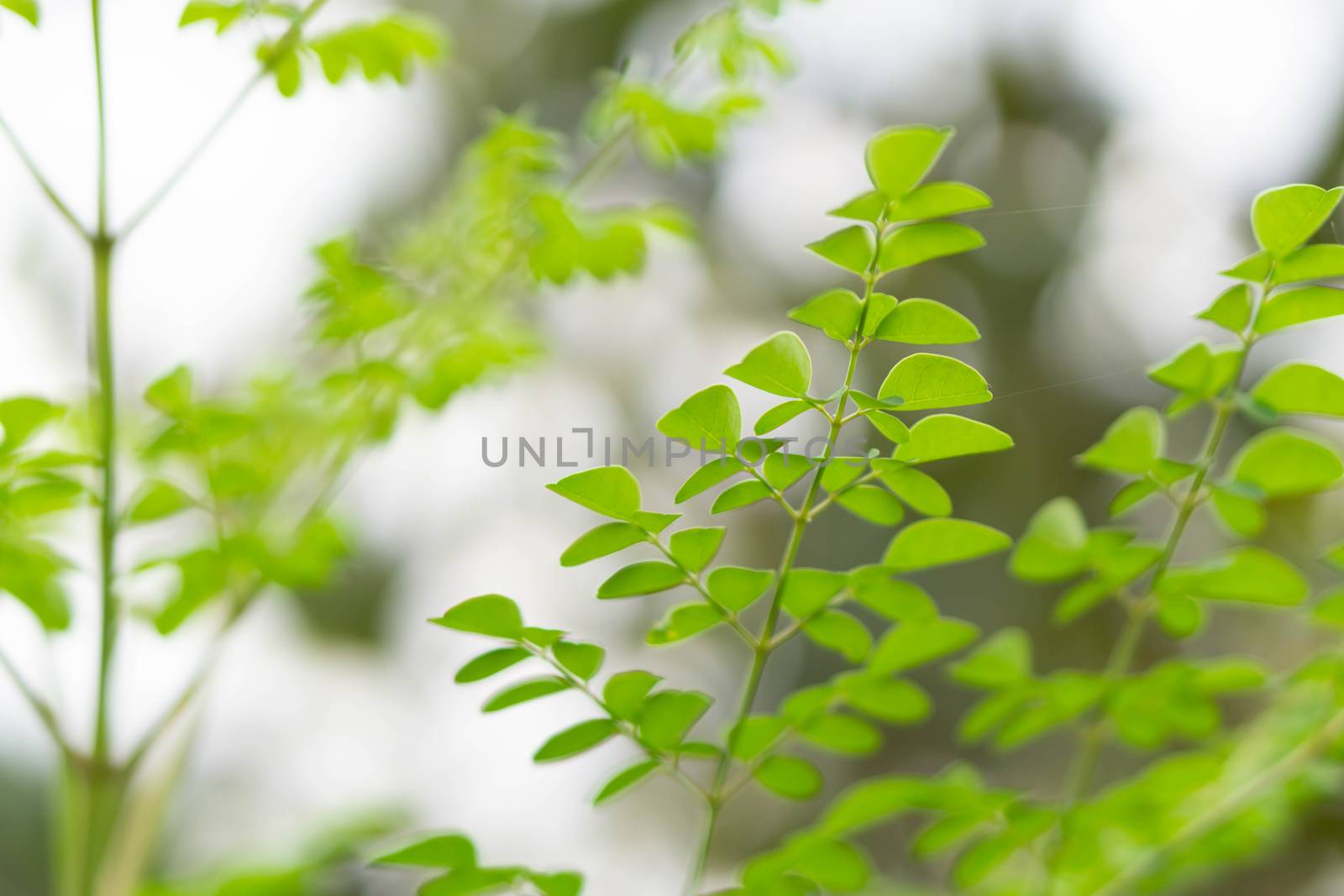 Closeup young moringa leaves branch, herb and medical concept