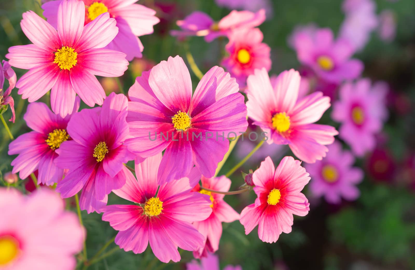 Closeup beautiful pink cosmos flower with blue sky background, s by pt.pongsak@gmail.com