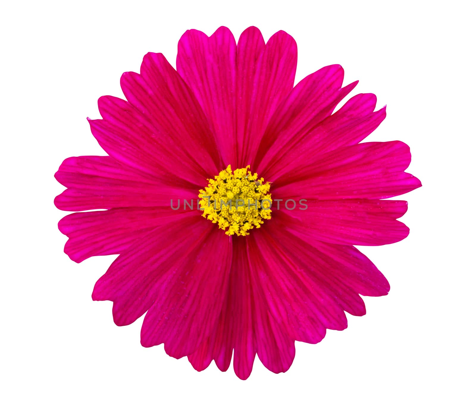 Pink Cosmos flower isolated on white background by pt.pongsak@gmail.com