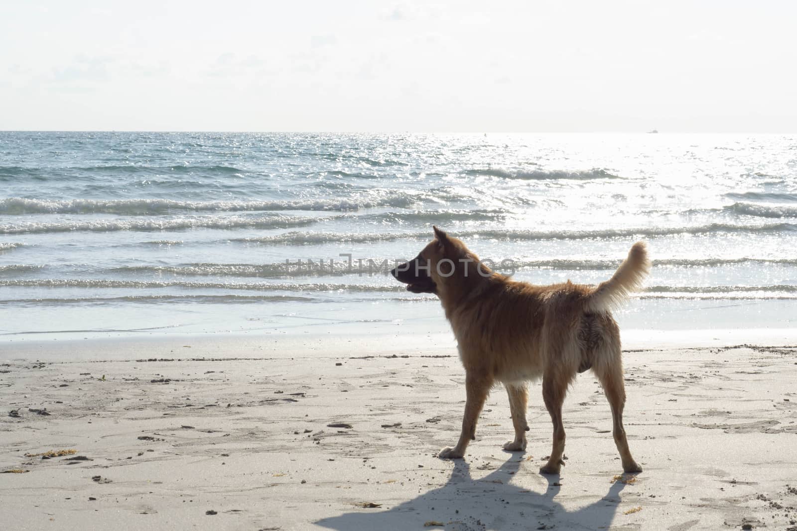 Dog standing on the beach with sea water, selective focus