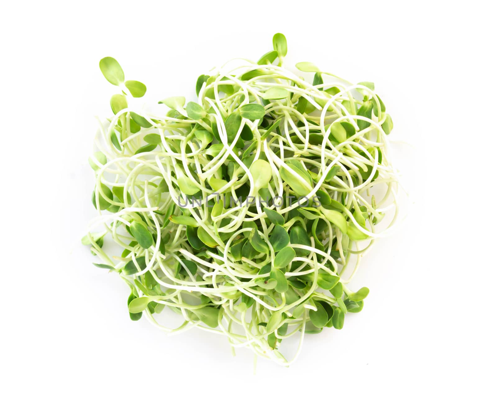 Sunflower sprouts isolated on white backgroud, healthy concept