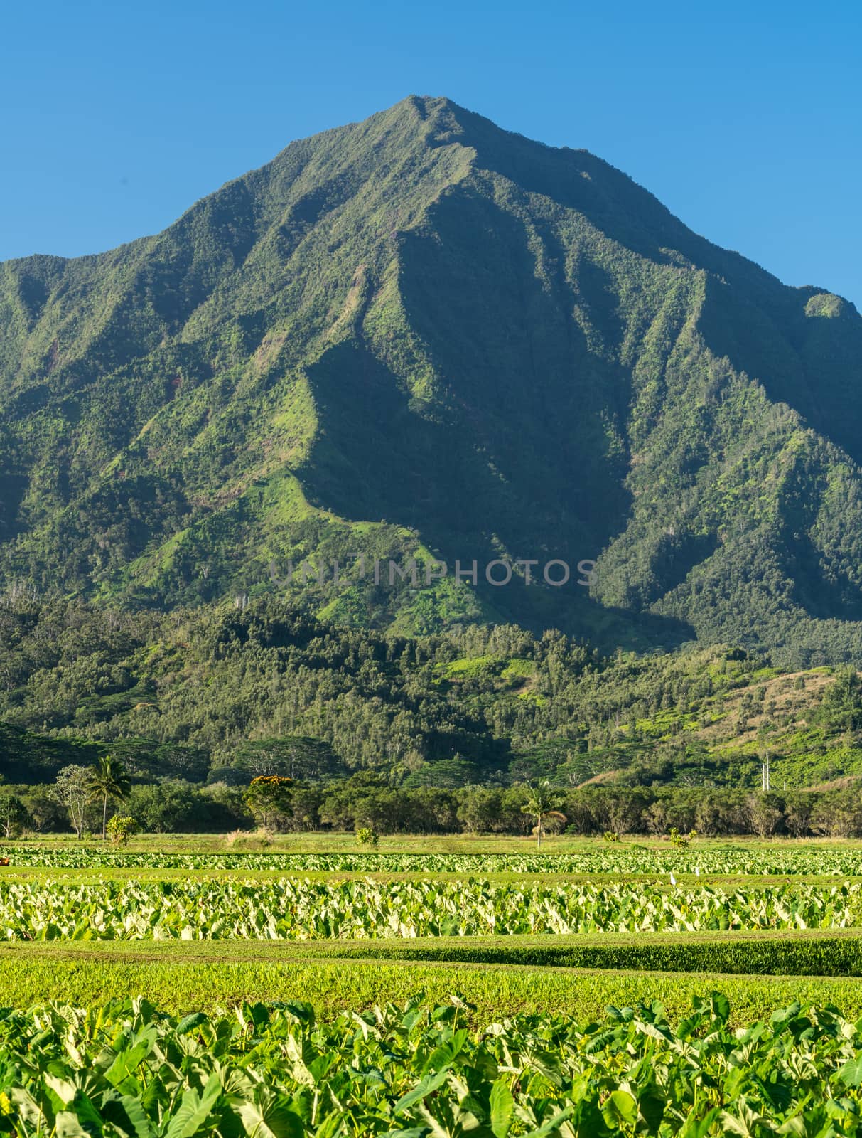 Close up on Taro plans in Hanalei valley with Na Pali mountains behind in Kauai