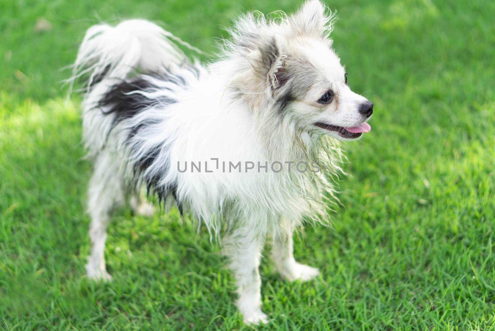 Closeup pomeranian dog flicking water after take a bath with sun by pt.pongsak@gmail.com