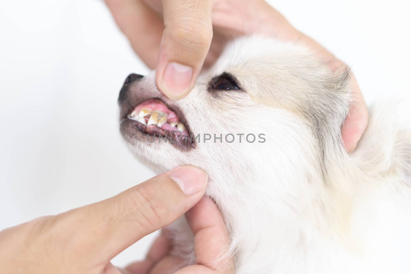 Closeup cleaning dog's teeth with toothbrush for pet health care concept, selective focus