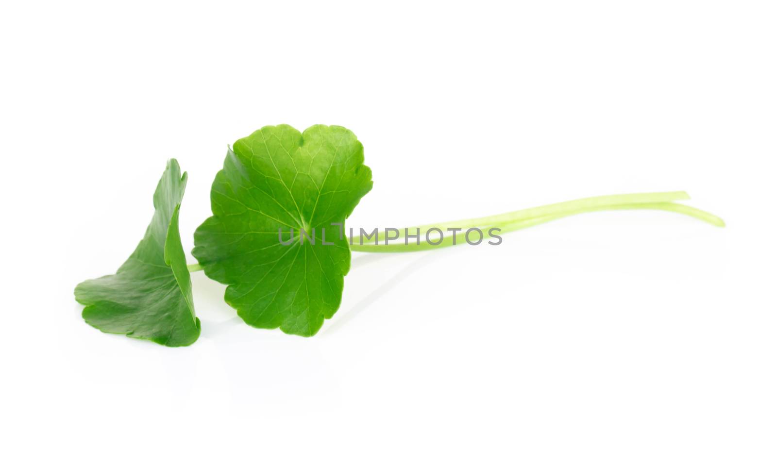 Closeup leaf of Gotu kola, Asiatic pennywort, Indian pennywort o by pt.pongsak@gmail.com