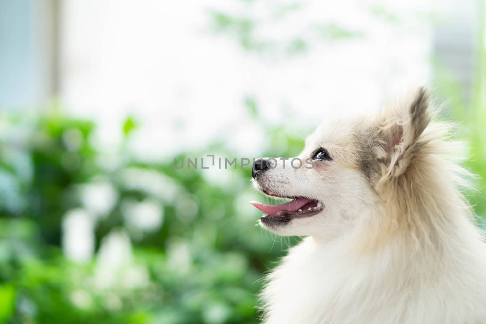 Closeup cute pomeranian dog looking something with happy moment, by pt.pongsak@gmail.com