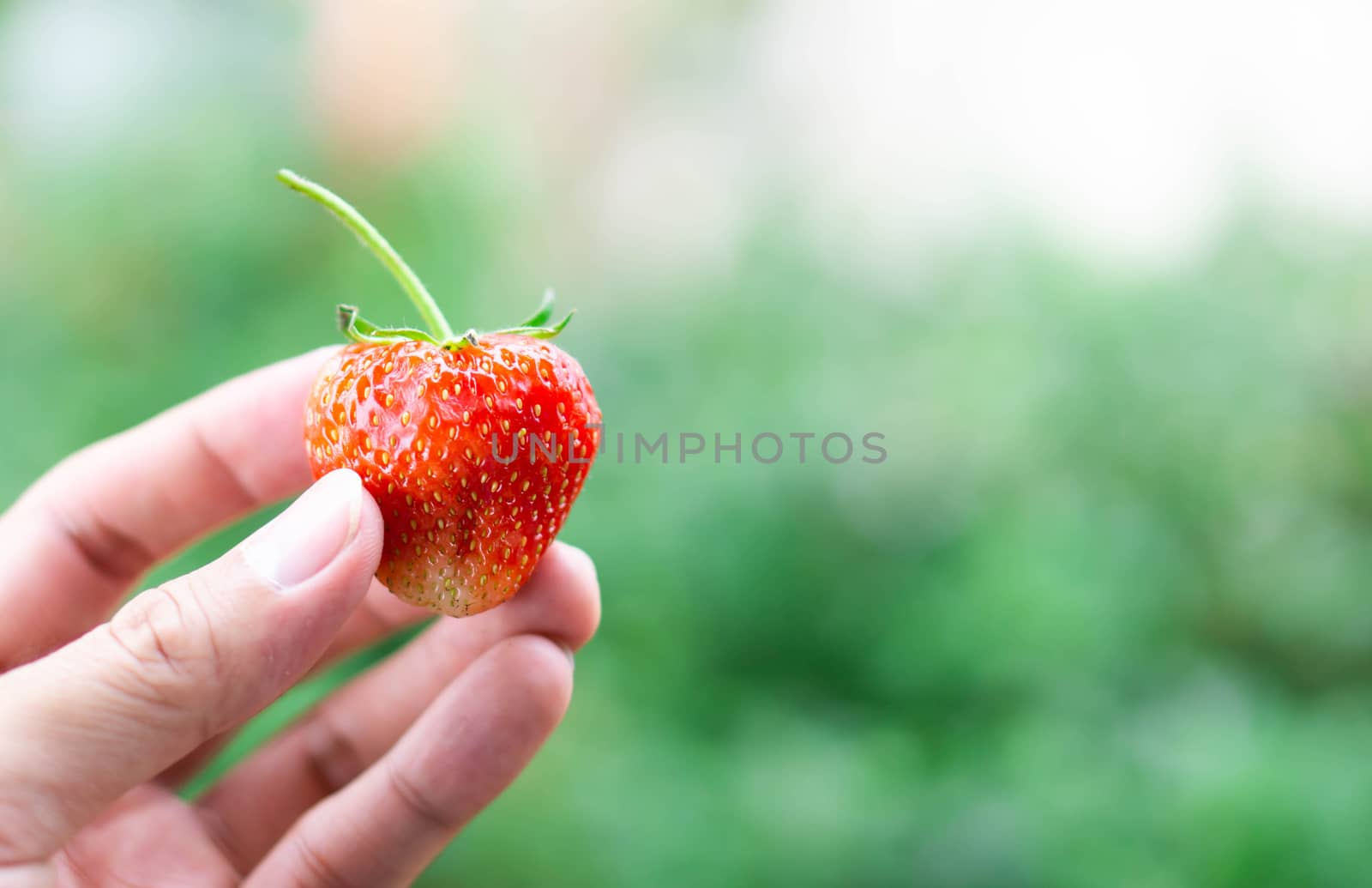 Hand holding fresh strawberry with green nature background, selective focus