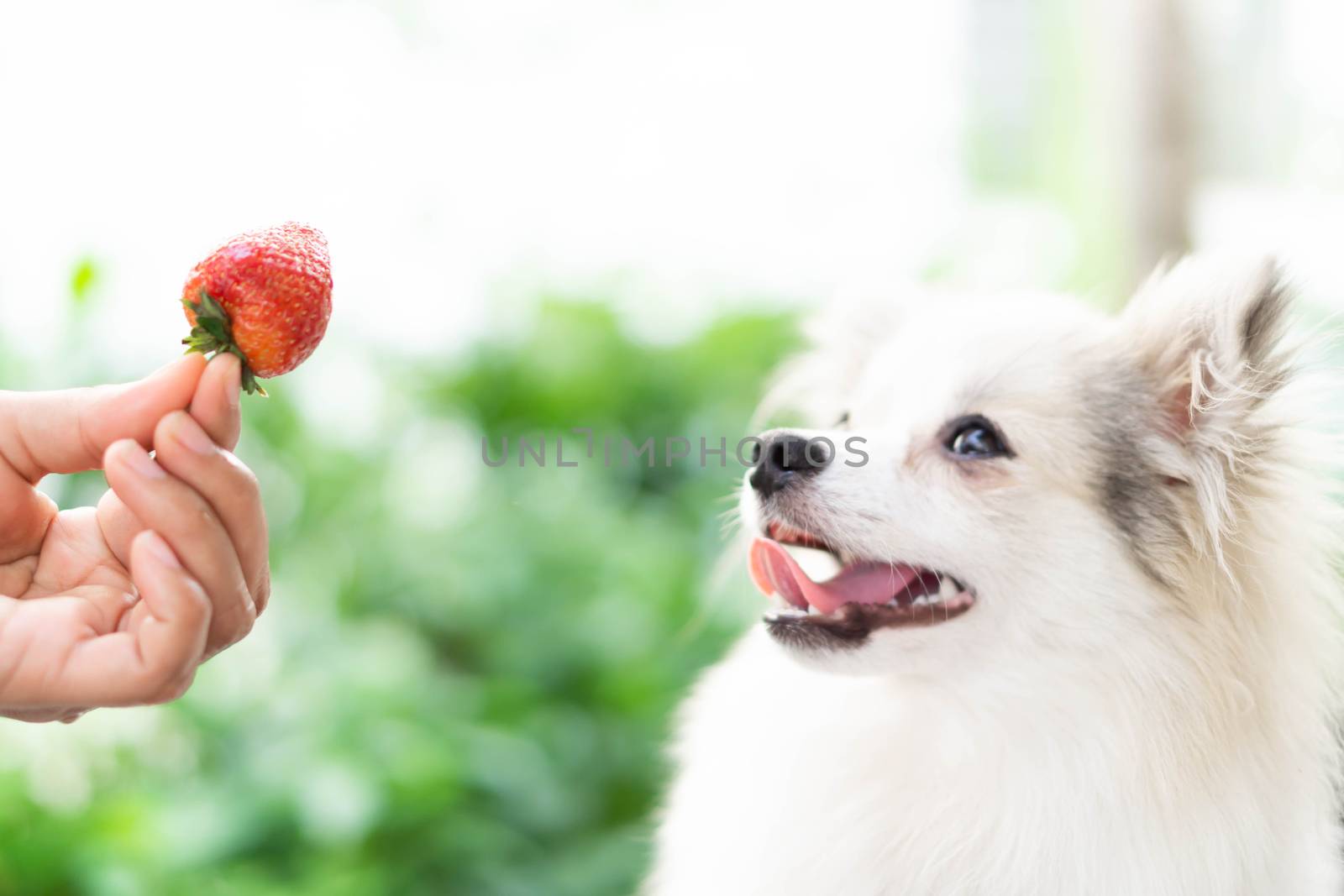 Closeup cute pomeranian dog looking red strawberry in hand with  by pt.pongsak@gmail.com