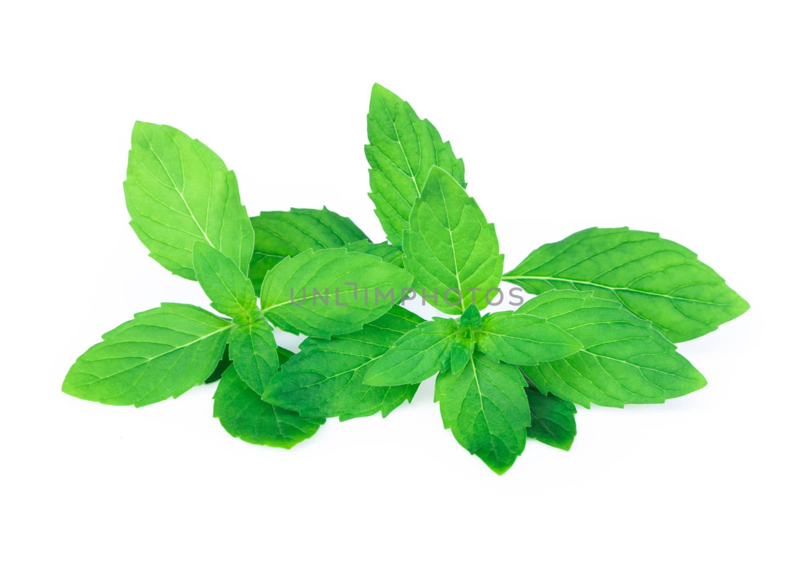 Closeup fresh mint isolated on white background, herb and medical concept, selective focus