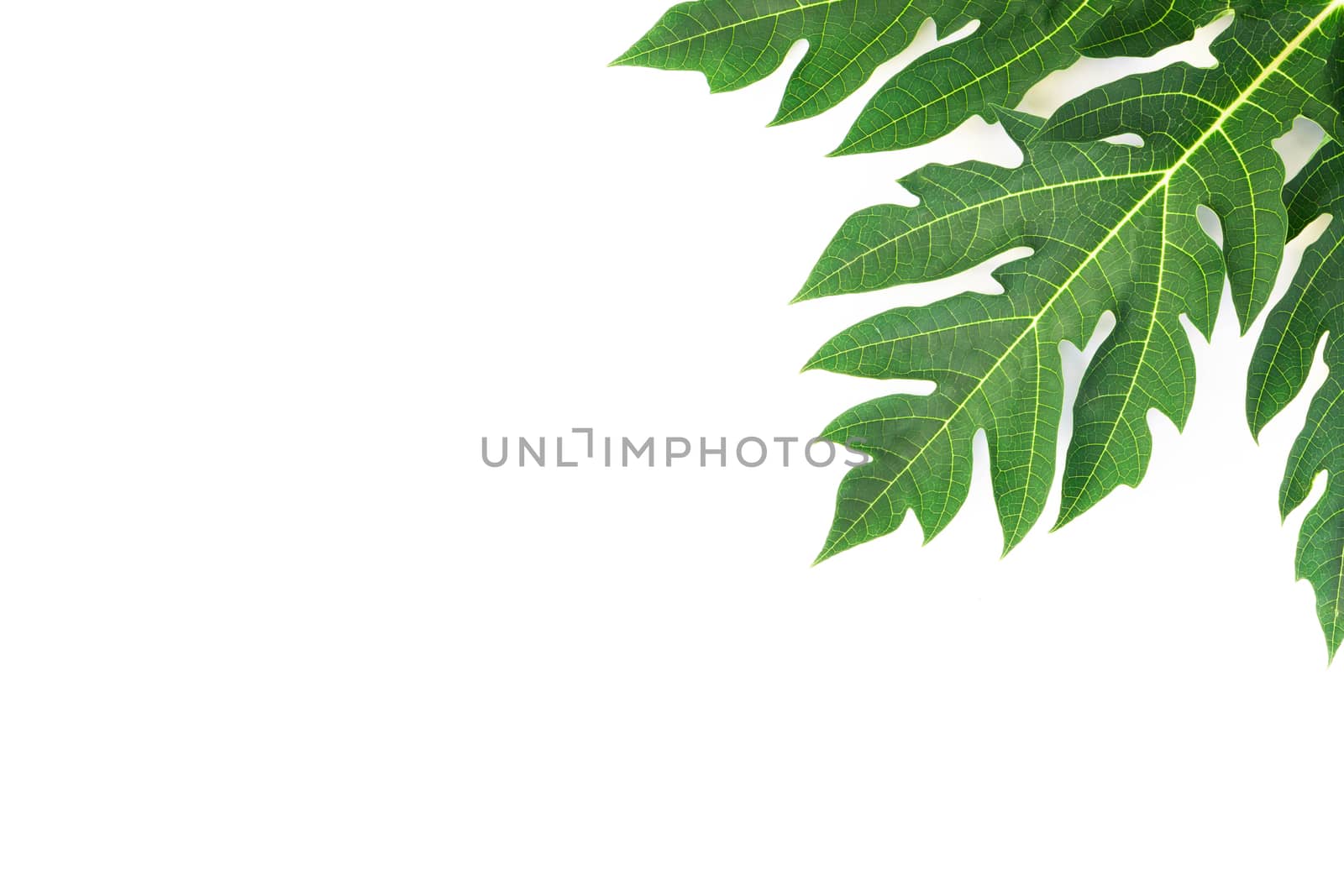 Closeup green papaya leaf isolated on white background