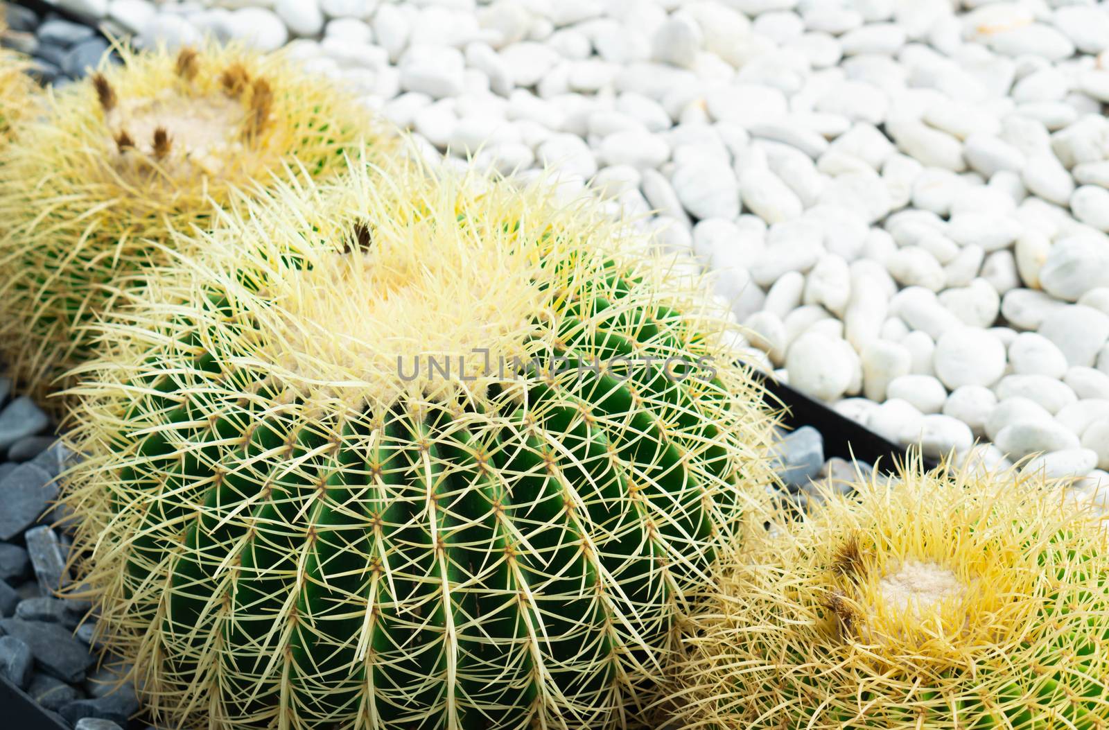 Closue up Barrel Cactus (Echinocactus grusonii) background texture