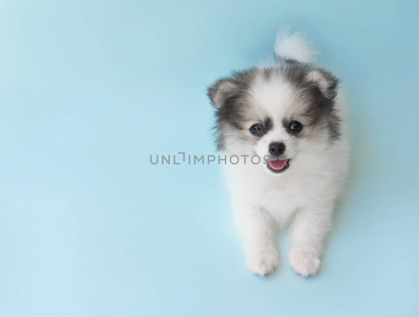 Cute baby pomeranian dog on light blue background for pet health care concept, selective focus