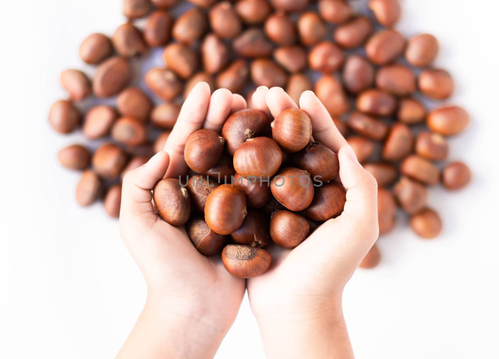 Closeup top view hand holding horse chestnuts on white background,  healthy food concept