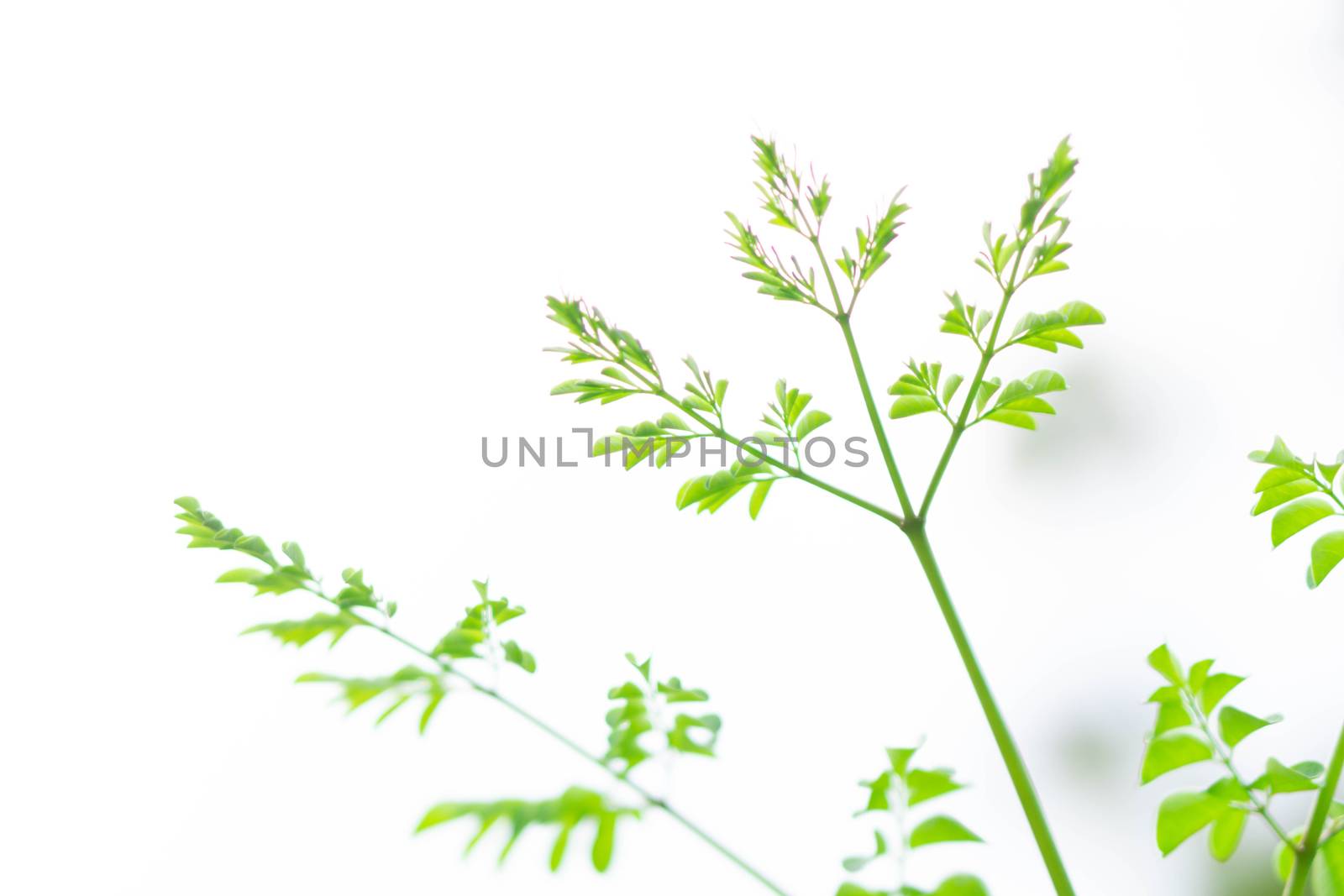 Closeup young moringa leaves branch, herb and medical concept